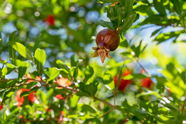 木の上に葉や花を持つザクロ ザクロを熟す ザクロの花を背景にザクロを熟す — ストック写真