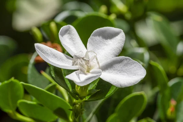 Spider Bianco Floreale Fiore Bianco Sotto Sole Vicino — Foto Stock