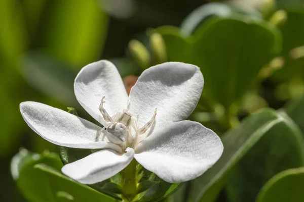 Spider Bianco Floreale Fiore Bianco Sotto Sole Vicino — Foto Stock