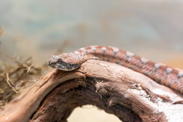 Daboia Palaestinae, Filistin engereği olarak da bilinir ve bilimsel olarak Vipera Palaestinae olarak da bilinir.