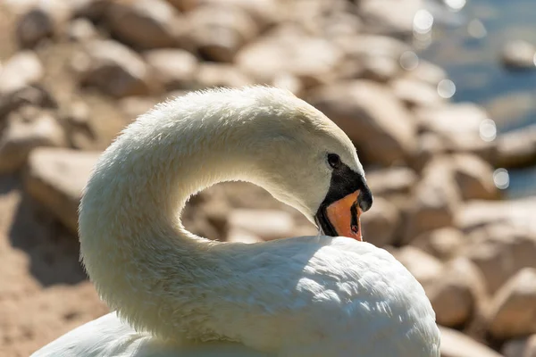 Cisne Branco Nada Lago Cisne Branco Água — Fotografia de Stock