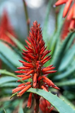 Aloe Vera bitkisinin tomurcuklanan çekirdekleri. Çiçekli aloe vera.