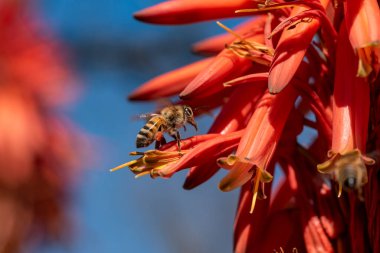 Barbadensis Aloe Vera Çiçek Arılarla Çiçek Açtı nektarı emiyor ve tozluyorlar. Arılarla çiçek açan aloe vera.