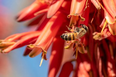 Barbadensis Aloe Vera Çiçek Arılarla Çiçek Açtı nektarı emiyor ve tozluyorlar. Arılarla çiçek açan aloe vera.