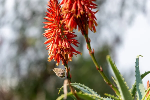 Aloe Vera Floreciente Con Ave Nectaria Palestina —  Fotos de Stock