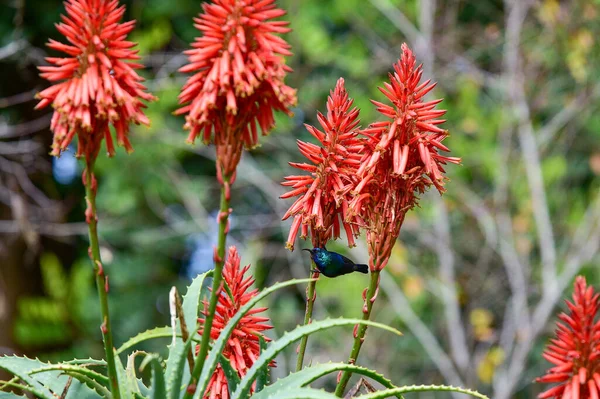 Fioritura Aloe Vera Con Uccello Nettarino Palestinese Fotografia Stock