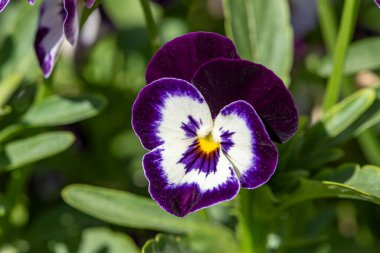 Mor nonoş çiçeği, bahar bahçesinde üç renkli viyola yakın plan..