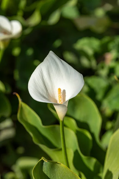Calla lily,closeup of beautiful white flower in full bloom in spring,arum lily,gold calla. White calla.