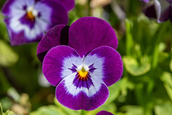 Mor nonoş çiçeği, bahar bahçesinde üç renkli viyola yakın plan..