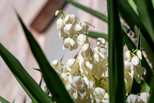 식물의 꽃이다 피어나는 — 스톡 사진