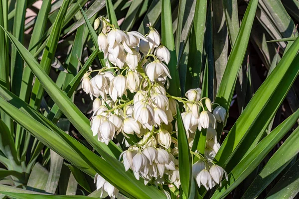 Белые Цветы Растения Юкки Цветущая Юкка — стоковое фото