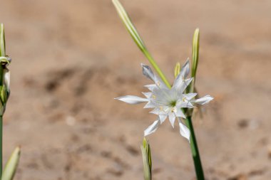 Deniz nergisi - Pancratium maritimum kıyı kumlarında yetişir ve uzun ömürlü bir çiçektir. İsrail.