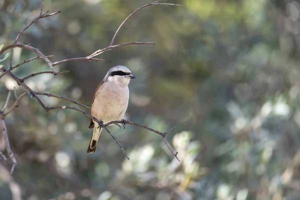 Lanius Género Aves Paseriformes Perteneciente Familia Laniidae — Foto de Stock