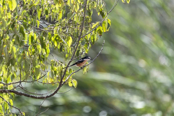 Férfi Vörös Hátú Shrike Lanius Collurio Sárga Seprű Háttér Tipikus — Stock Fotó