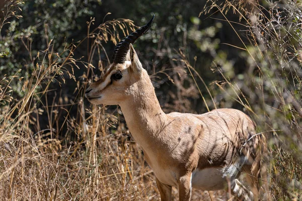 Una Gacela Montaña Masculina Parque Nacional Del Valle Gacela Jerusalén — Foto de Stock