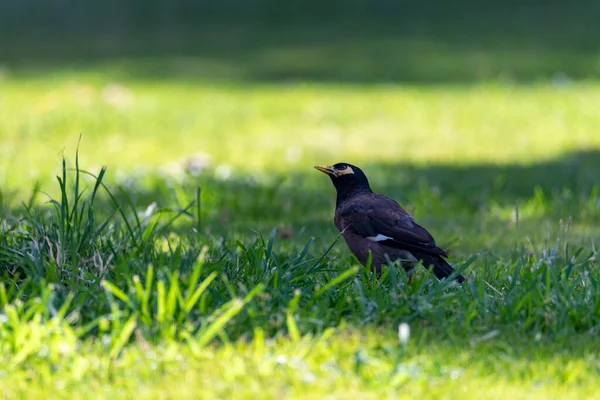 Pájaro Común Myna Acridotheres Tristis Esta Ave Originaria Del Subcontinente —  Fotos de Stock