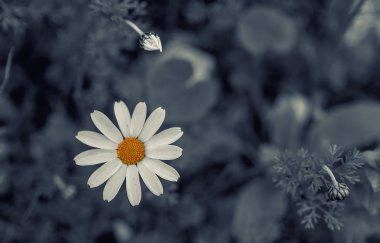 Tek papatya çiçek arka plan bulanık olduğunu