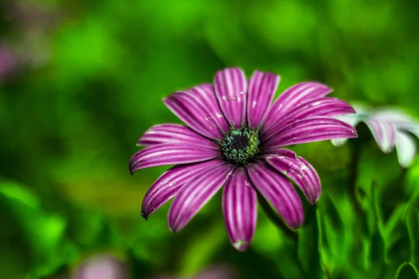 Yakın osteospermum yukarı daisy arka plan bulanık olduğunu