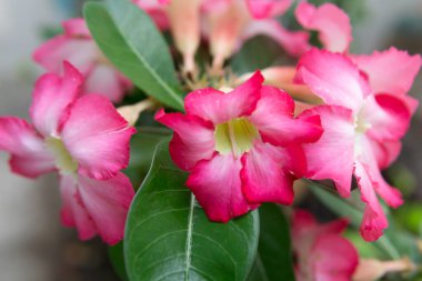 Adenyum çiçekleri bol bol açan ve güzel renklere sahip çöl çiçekleridir, onları dekorasyon için ideal hale getirir ve bahçelerde süs bitkisi olarak kullanırlar..