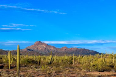Arizona'daki Sonoran çöl günbatımı panorama
