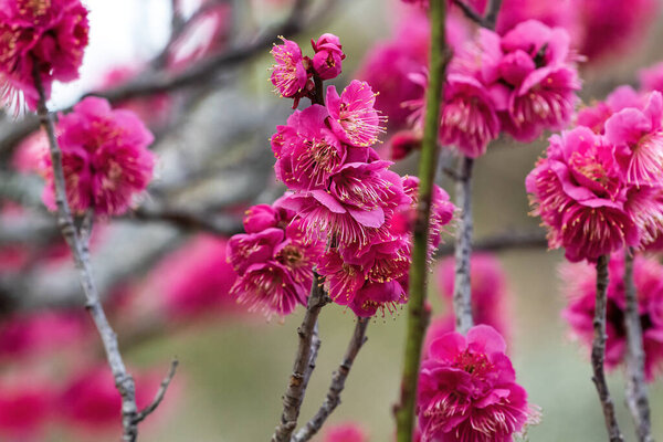 Closeup, delicate pink cherry (Sakura) blossoms in Osaka, Japan.