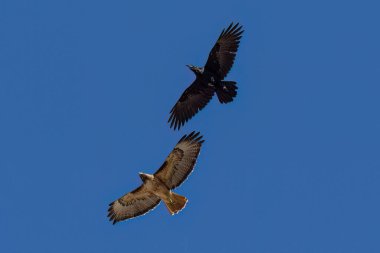 Kızıl kuyruklu şahin (Buteo jamaicensis) ve kuzgun Kaliforniya üzerinde birlikte uçmaktadırlar. Arka planda koyu mavi gökyüzü. 