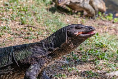 Bangkok şehir merkezindeki Lumphini Park 'ta Asya Su İzleme Kertenkelesi (Varanus Kurtarıcısı). Ağzını aç ve bir parça et ye..