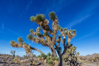 Kaliforniya 'daki Mojave Çölü' nde Joshua Ağacı 'nın (Yucca brevifolia) yakın çekimi. Mavi gökyüzü ve arka planda ince bulutlar. 