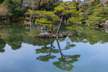 Kinkaku-ji Gölü 'nün ortasındaki çam ağaçları (Altın Pavyon), Kyoto, Japonya. Sudaki ayna görüntüsü. Arka planda ağaçlar ve kıyı şeridi. 