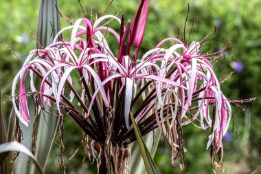 Asya Zehirli Ampul Çiçeği 'nin (Crinum asiaticum) yakın çekimi. Pembe ve beyaz yapraklar, son yağmurdan kalan yağmur damlaları. Asya 'ya özgü.