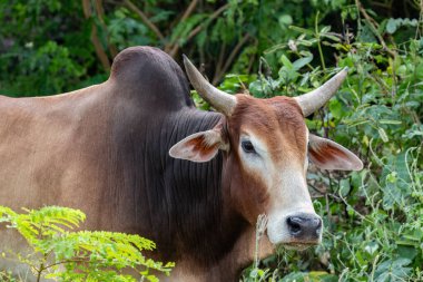 Bangkok, Tayland 'ın güneydoğusunda Brahman veya Zebu tipi boğa portresi. Hindistan 'dan gelen Bos indicus sığırlarından geliyor..