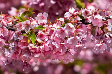 Yakın plan, Japonya, Osaka 'da pembe kiraz çiçekleri..