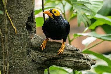Sarı yüzlü Myna (Mino dumontii) Hong Kong 'da, ağaç dalına tünemiş, kameraya dönük..