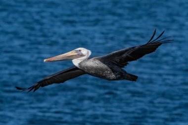 Kahverengi pelikan (Pelecanus occidentalis) Huntington Beach, Kaliforniya 'daki Bolsa Chica sulak alanları üzerinde uçuyor. Arka planda mavi su.