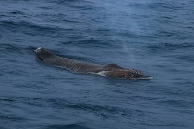 Kambur balina (Megaptera novaeangliae) Antarktika Yarımadası yakınlarındaki okyanus yüzeyinde esiyor..