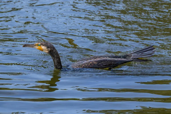 Japon karabatağı (Phalacrocorax capillatus) hala ağzında olan bir balığı yakaladıktan sonra gölün üzerindedir. Nijo Kalesi, Kyoto, Japonya.