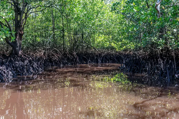 Endonezya, Bali 'deki yoğun mangrov ormanı. Orman boyunca kanallarda çamurlu su.
