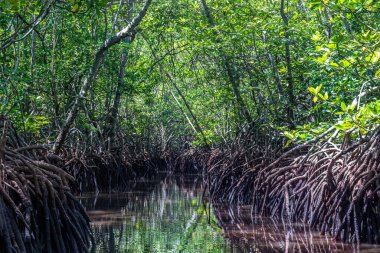 Bali, Endonezya kıyısında yemyeşil bir mangrov ormanı. Sudaki yeşil yaprakların yansıması..