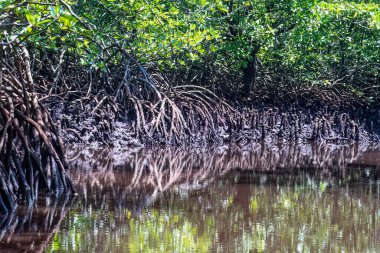 Bali, Endonezya kıyısında yemyeşil bir mangrov ormanı. Suyun üzerindeki yeşil yaprakların yansıması..