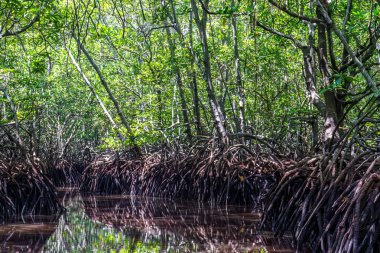 Bali, Endonezya kıyısında yemyeşil bir mangrov ormanı. Suyun üzerindeki yeşil yaprakların yansıması..