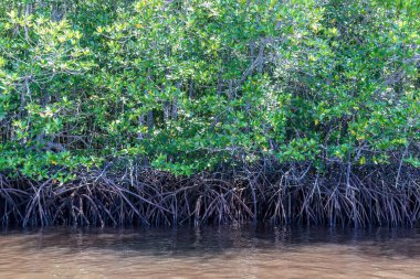 Bali, Endonezya kıyısında yemyeşil bir mangrov ormanı. Suyun üzerindeki yeşil yaprakların yansıması..
