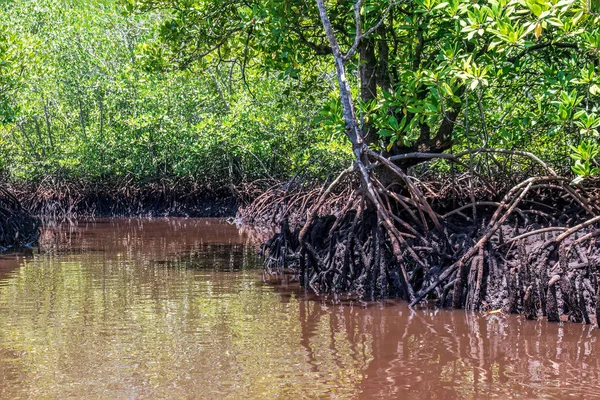 Bali, Endonezya kıyısında yemyeşil bir mangrov ormanı. Suyun üzerindeki yeşil yaprakların yansıması..