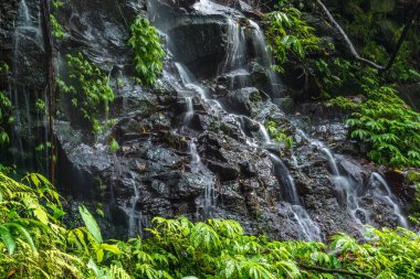 Kuzey Bali, Endonezya 'nın tropikal yağmur ormanlarında çağlayarak akan sular. Çevredeki yemyeşil bitki örtüsü.