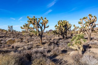 Kaliforniya 'nın Mojave Çölü' ndeki Joshua ağacı (Yucca brevifolia) çöl çalılarıyla çevrilidir. Arka planda dağlar ve gökyüzü