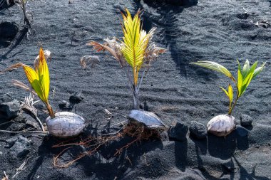 Hawaii 'nin büyük adasının doğu Hilo kıyısındaki siyah kumsalda hindistan cevizlerinden yetişen genç palmiye ağaçları. Yumuşak siyah volkanik kumda dinleniyor.