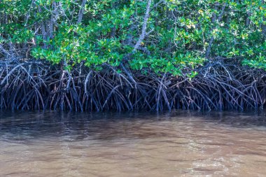 Endonezya 'nın Bali adasındaki Mangrove ormanı. Kahverengi kökler sudan yükselir. Su kanalından çamurlu kahverengi su. Kanal yılanlarını aç ve teknelerle ormanda dolaş..