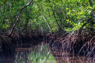 Endonezya 'nın Bali adasındaki Mangrove ormanı. Kahverengi kökler sudan yükselir, yukarıdaki ormanı yansıtır. Kanal yılanlarını aç ve teknelerle ormanda dolaş..