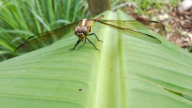 Bir yusufçuk göletin yanındaki yeşil bir yaprağa tünemiş..