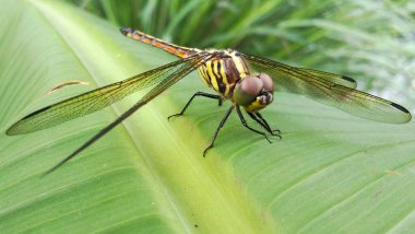 Bir yusufçuk göletin yanındaki yeşil bir yaprağa tünemiş..