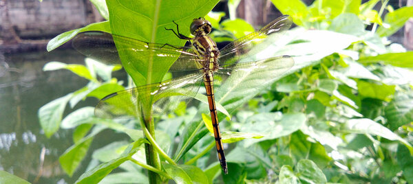 A dragonfly perched on a green leaf, surrounded by lush trees.